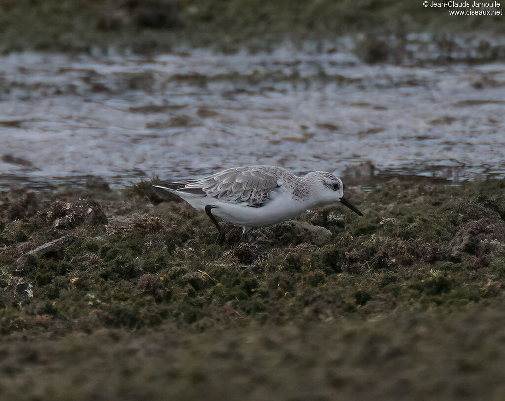 Bécasseau sanderling