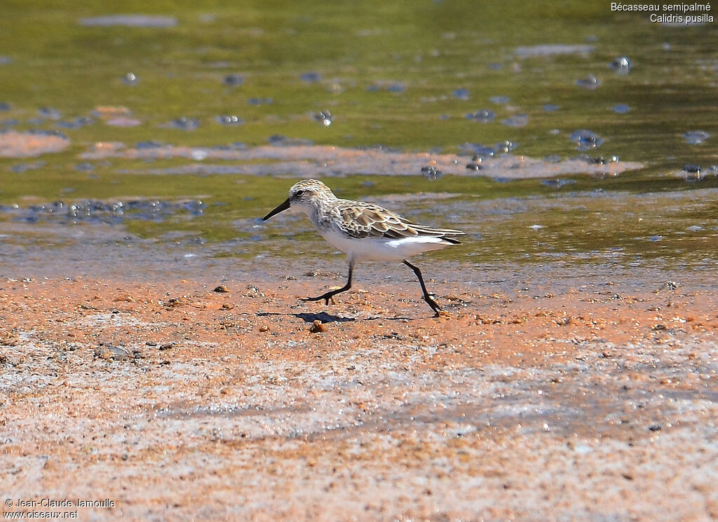 Bécasseau semipalmé