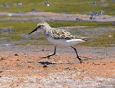 Semipalmated Sandpiper