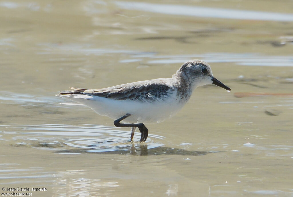 Semipalmated Sandpiper