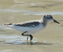 Semipalmated Sandpiper