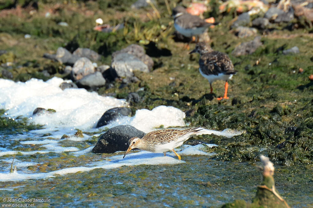 Pectoral Sandpiper