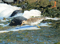 Pectoral Sandpiper