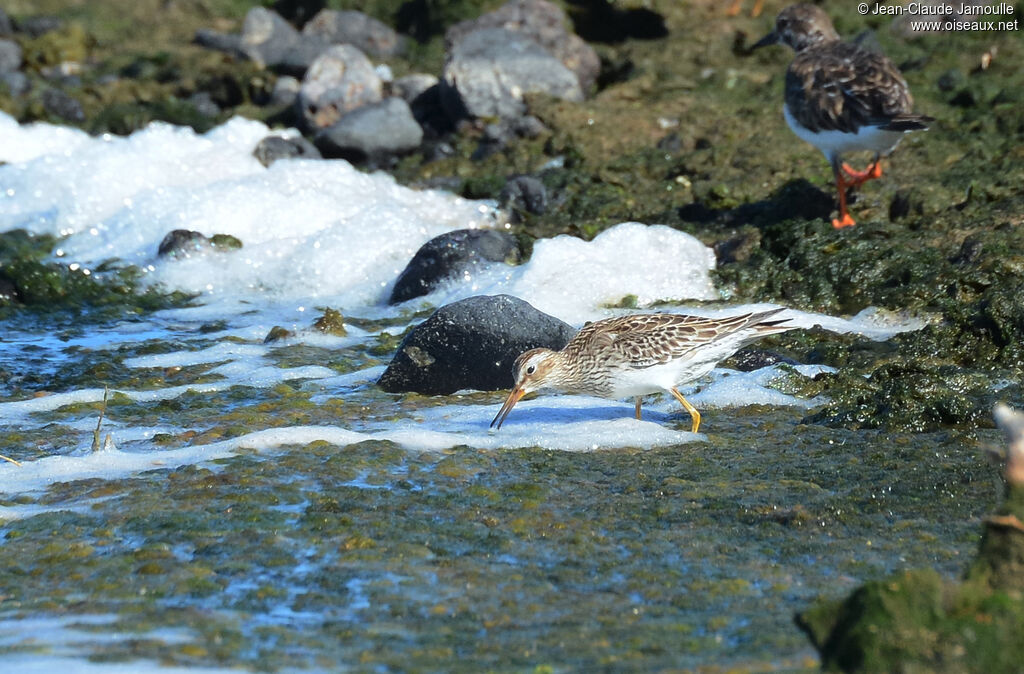 Pectoral Sandpiper