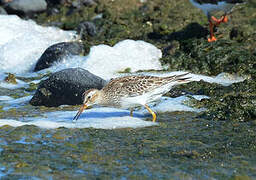 Pectoral Sandpiper