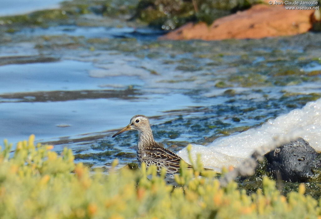 Pectoral Sandpiper