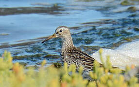 Pectoral Sandpiper