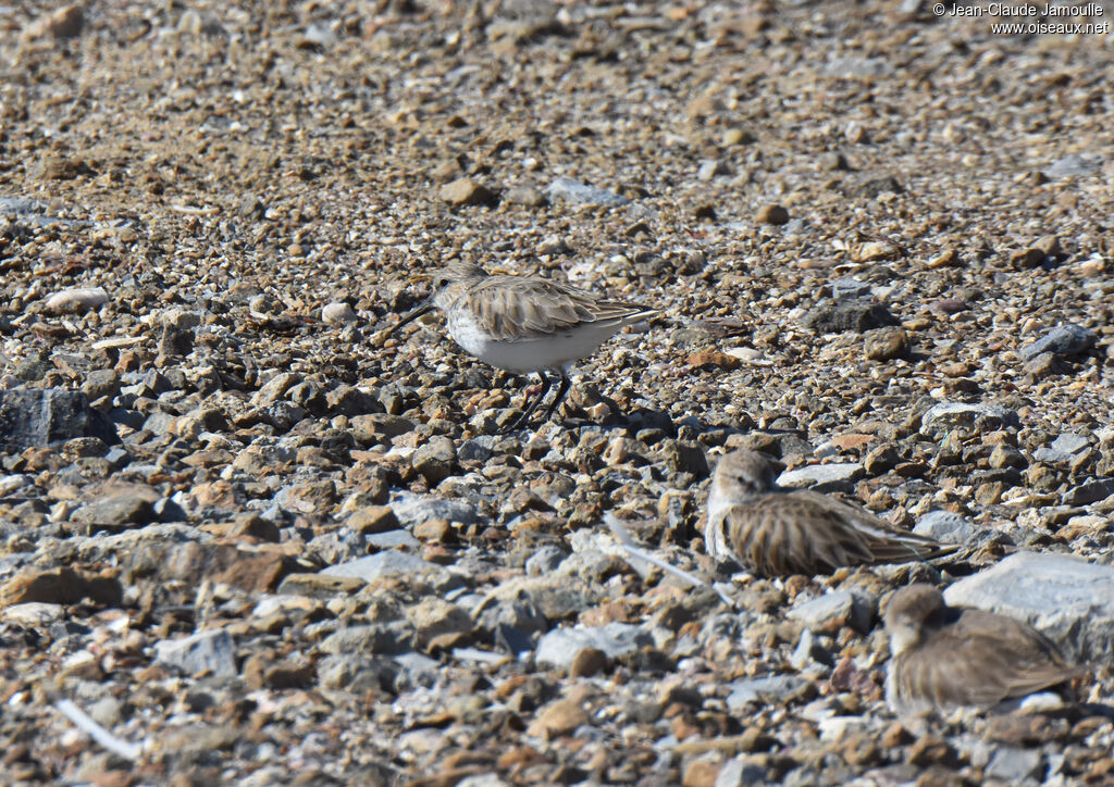 Bécasseau variable