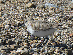 Dunlin