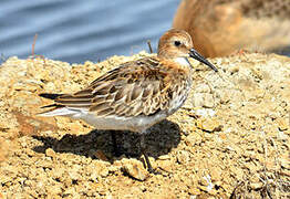 Dunlin