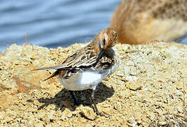 Dunlin