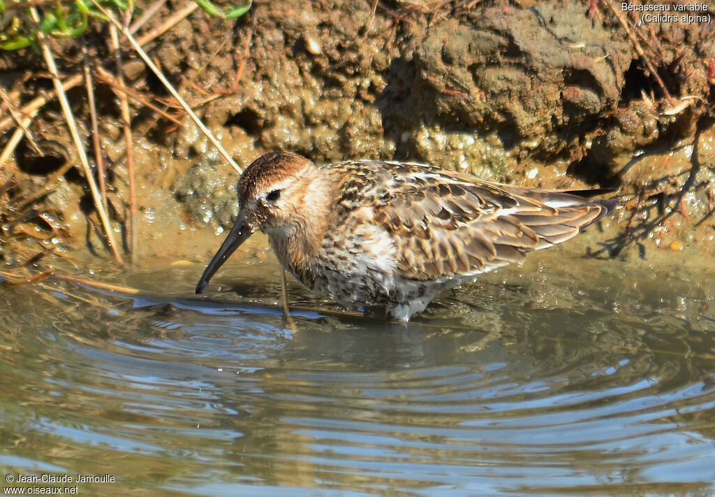 Dunlin, feeding habits