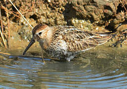 Dunlin