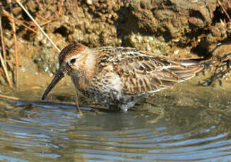 Bécasseau variable