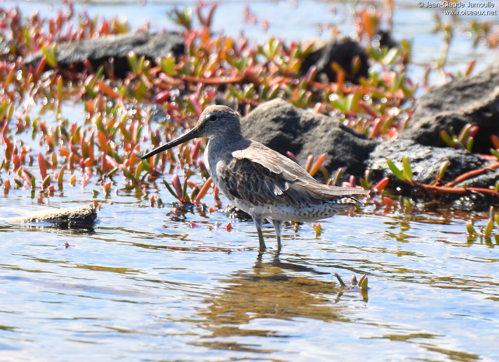 Short-billed Dowitcher