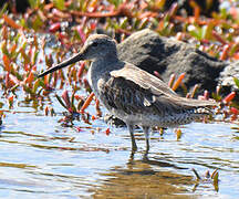 Short-billed Dowitcher