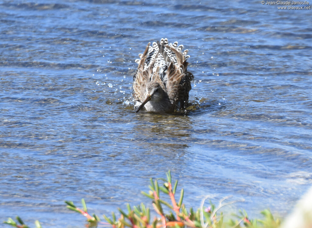 Short-billed Dowitcher