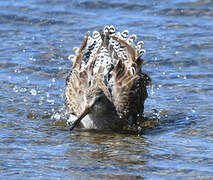 Short-billed Dowitcher