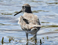 Short-billed Dowitcher