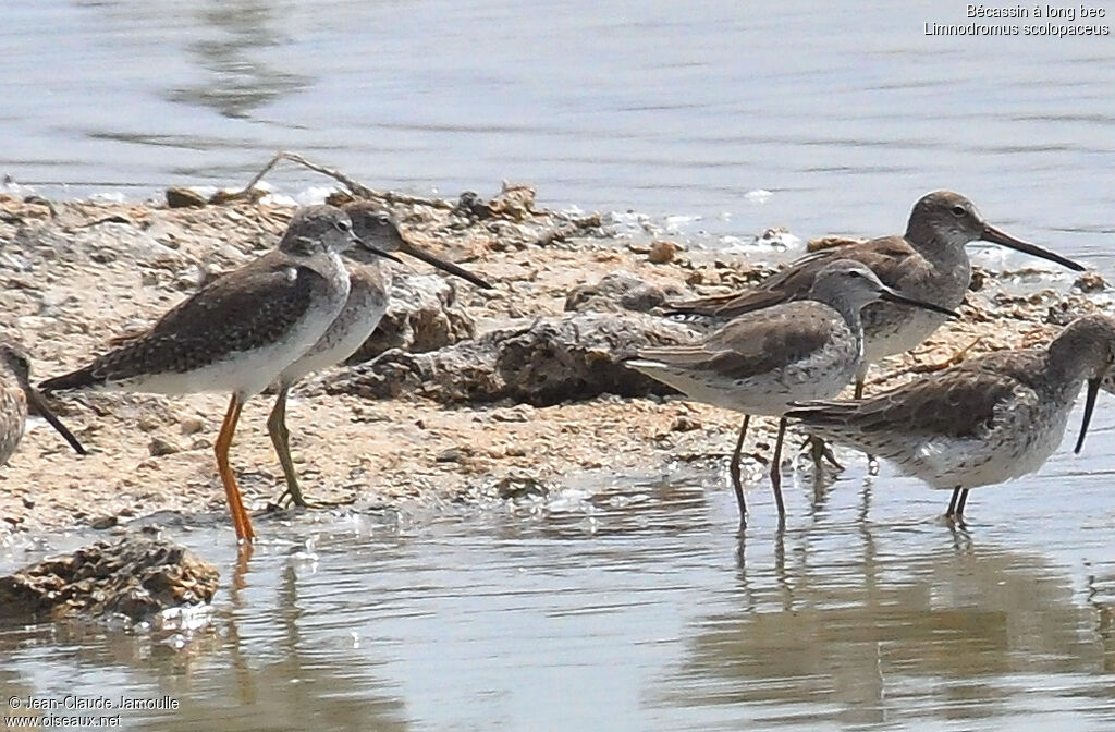 Long-billed Dowitcher, Behaviour