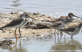 Long-billed Dowitcher