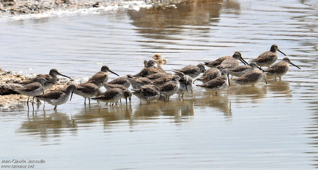 Bécassin à long bec, habitat, Comportement