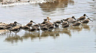 Long-billed Dowitcher