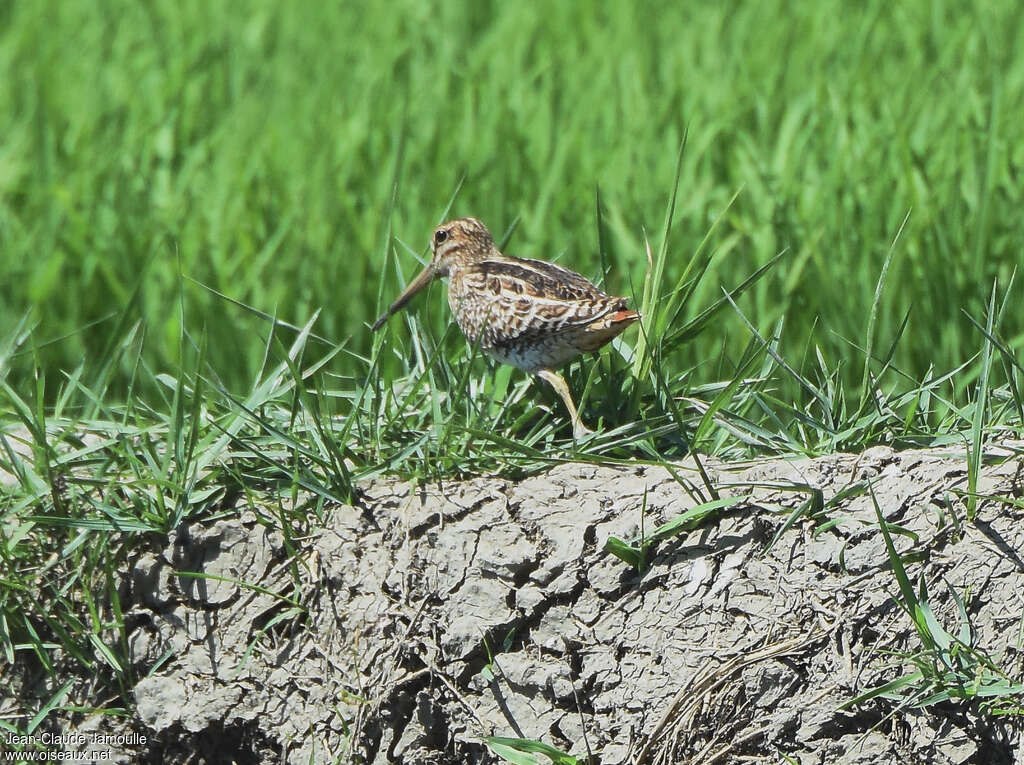 Swinhoe's Snipeadult, pigmentation, walking