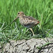 Swinhoe's Snipe