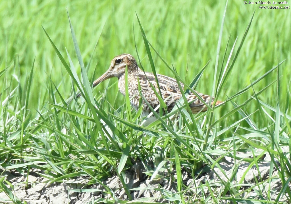 Swinhoe's Snipe