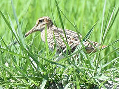 Swinhoe's Snipe