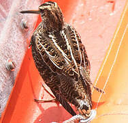 Common Snipe