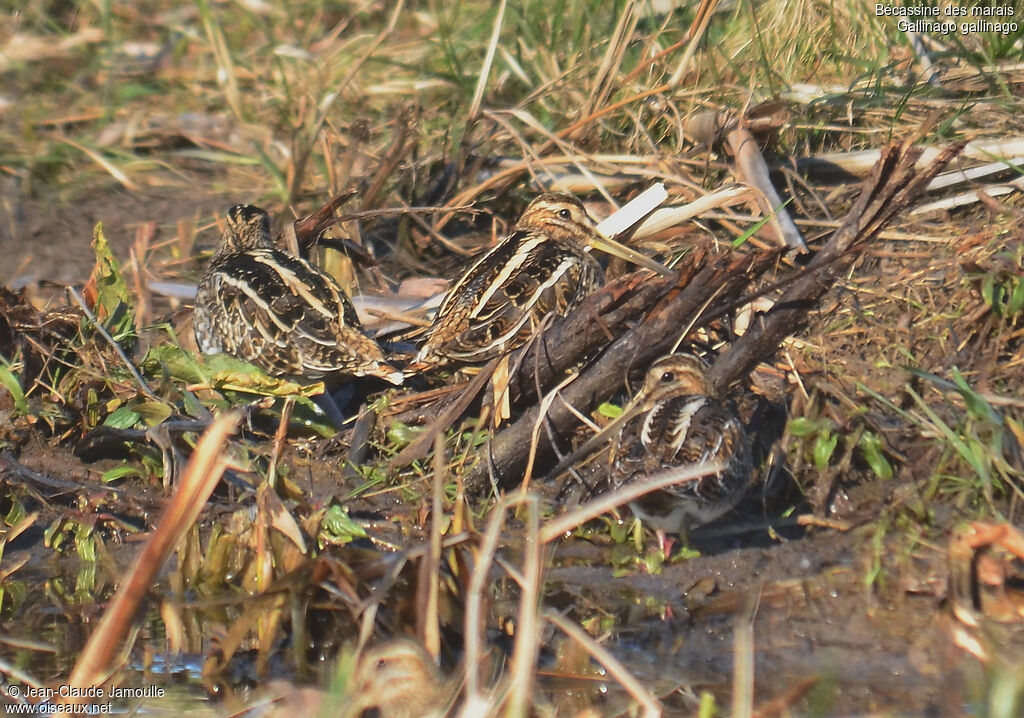 Common Snipe, feeding habits, Behaviour