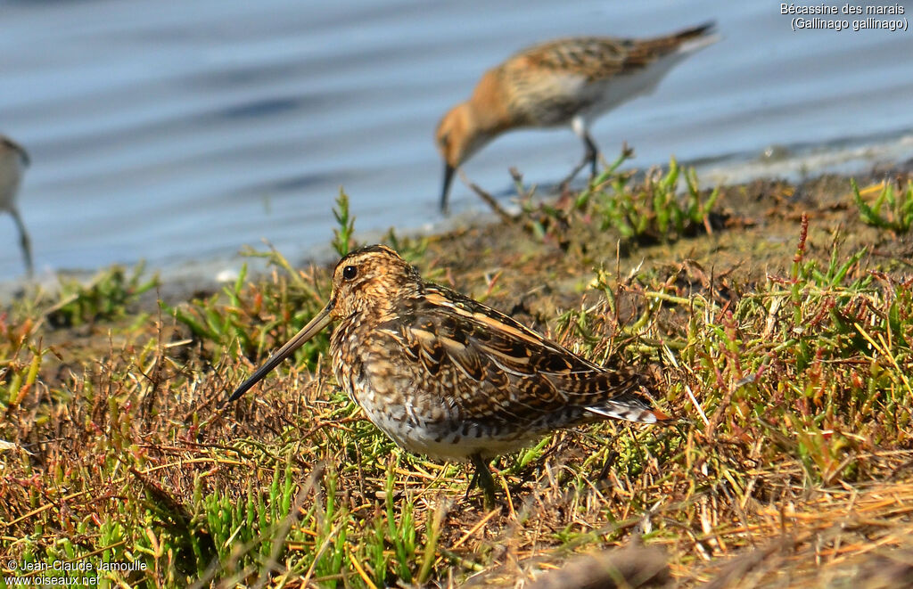 Common Snipe