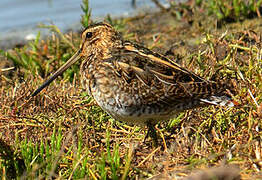 Common Snipe