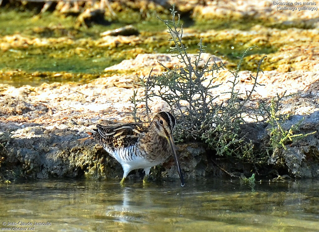 Common Snipe, Behaviour