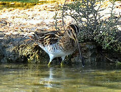 Common Snipe