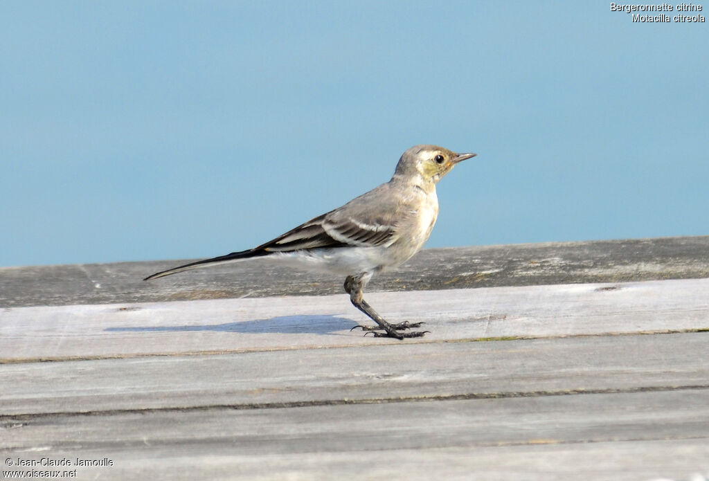 Citrine Wagtail, Behaviour