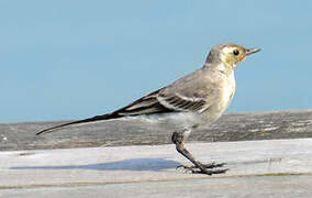 Citrine Wagtail