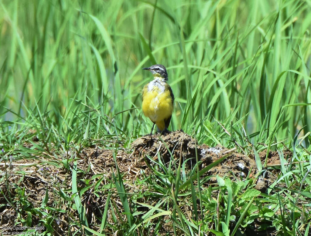 Eastern Yellow Wagtail male adult transition, habitat, pigmentation