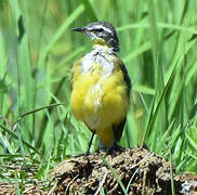 Eastern Yellow Wagtail