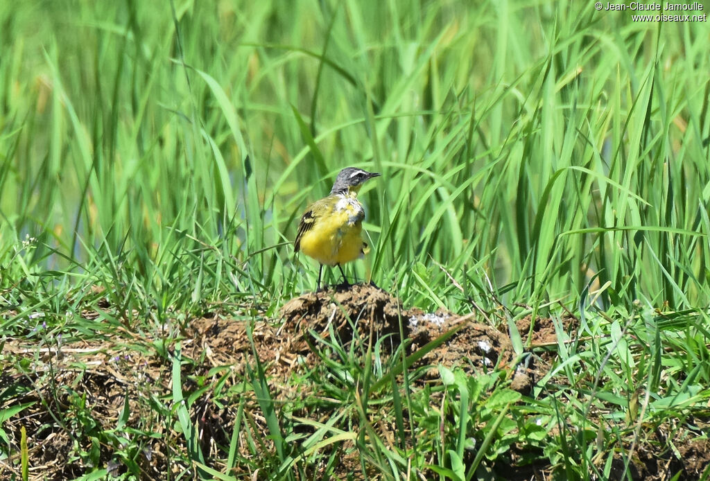 Eastern Yellow Wagtail