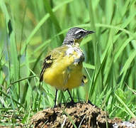 Eastern Yellow Wagtail