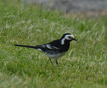 White Wagtail (yarrellii)