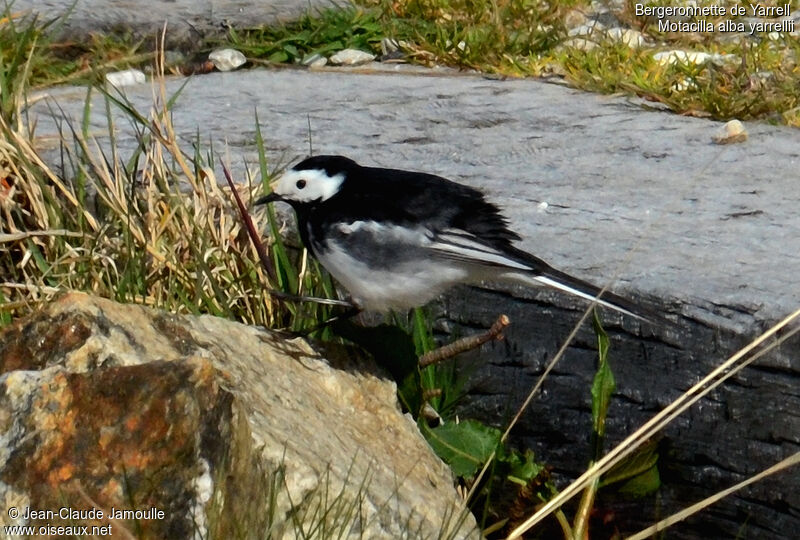 White Wagtail (yarrellii) male adult, Behaviour