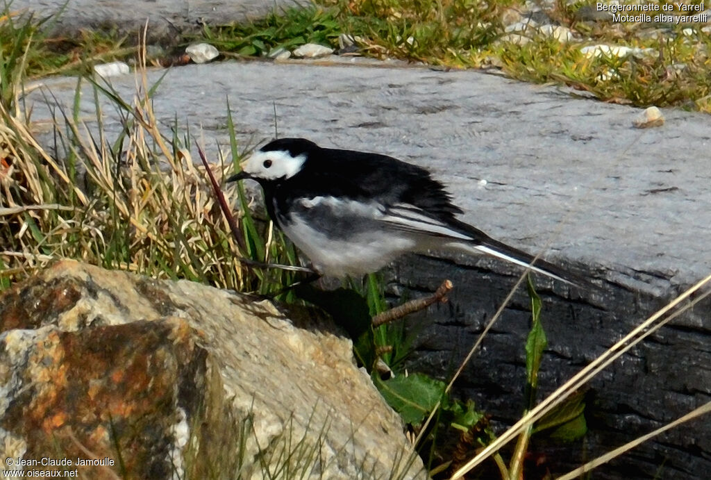 White Wagtail (yarrellii) male adult, Behaviour