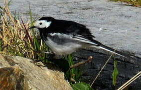 White Wagtail (yarrellii)