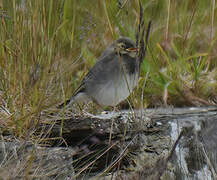 White Wagtail (yarrellii)