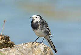 White Wagtail (yarrellii)