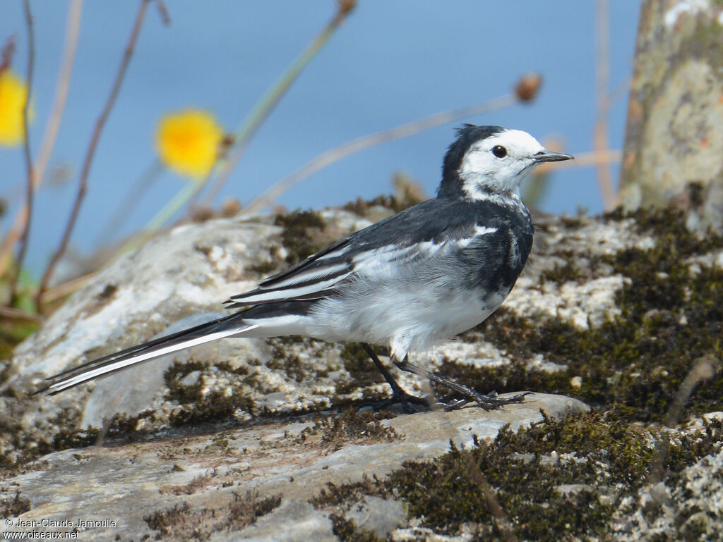 White Wagtail (yarrellii)